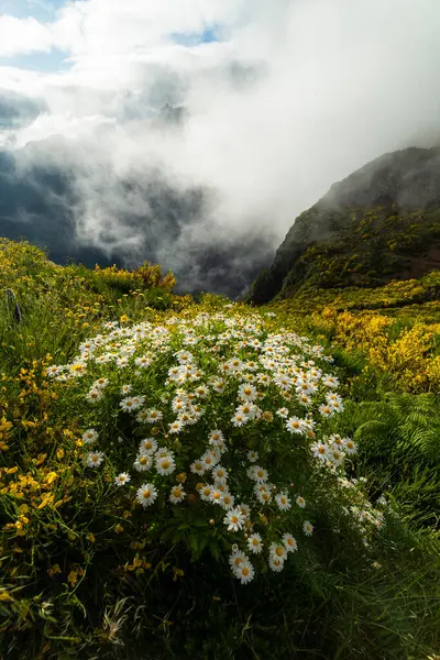 Dağ yamacındaki papatya çiçekleri ve bulutlar. Madeira, Portekiz.
