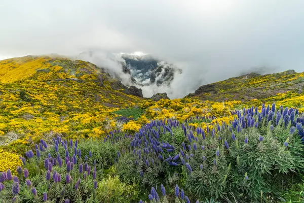 Pico do Arieiro. Bulutlu bir günde çiçek açan sarı dağlar ve Madeira çiçeklerinin mor gururu. Portekiz.