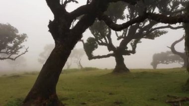 Sisli Fanal Büyülü Ormanı Ağaçları. Hava Aracı Atışı. Madeira, Portekiz. Yavaşça İlerliyorum.