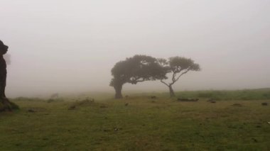 Sisli Fanal Büyülü Ormanı Ağaçları. Hava Aracı Atışı. Madeira, Portekiz. Düşük Seviyede Geriye Taşıma