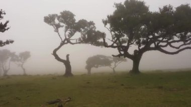 Sisli Fanal Büyülü Ormanı Ağaçları. Hava Aracı Atışı. Madeira, Portekiz. İleriye Taşınma