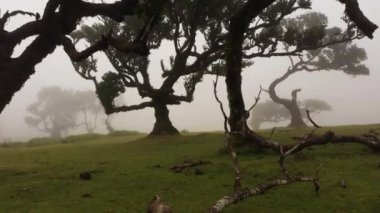 Sisli Fanal Büyülü Ormanı Ağaçları. Hava Aracı Atışı. Madeira, Portekiz. Düşük Seviyede Yavaşça İlerlemek