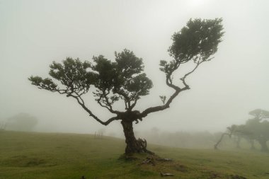 Fanal Büyülü Ormanı 'ndaki Sis Ağacı. Madeira, Portekiz.