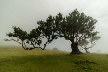 Fanal Büyülü Ormanı 'ndaki Sis Ağacı. Madeira, Portekiz.