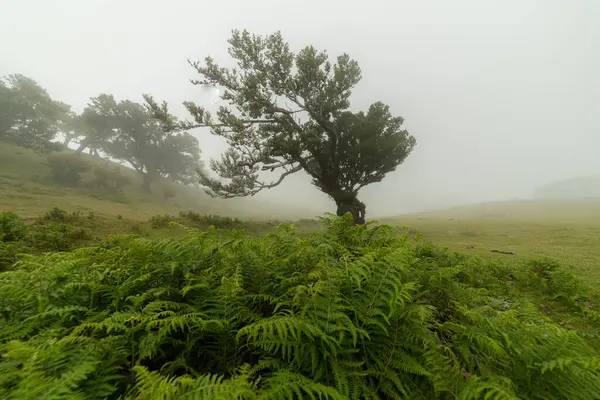 Fanal Büyülü Ormanı 'ndaki Sis Ağacı. Madeira, Portekiz.