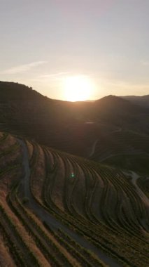 Douro Vadisi 'nin üzüm bağları. Sunset 'te Yeşil Teraslar. Portekiz. Altın Saat. Üzüm Hasadı Sezonu. Hava Aracı Atışı. İlerleme kaydediyoruz. Dikey Video