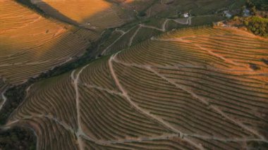Douro Vadisi 'nin üzüm bağları. Sunset 'te Yeşil Teraslar. Portekiz. Altın Saat. Hava Aracı Atışı. Yan Taraflar Taşınıyor