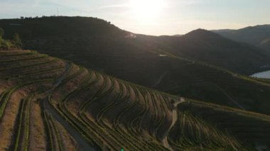 Douro Vadisi 'nin üzüm bağları. Sunset 'te Yeşil Teraslar. Portekiz. Altın Saat. Üzüm Hasadı Sezonu. Hava Aracı Atışı. İleriye Taşınma