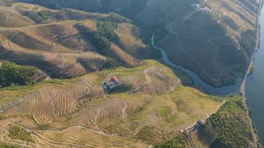 Sunny Morning 'de Douro Vadisi ve Douro Nehri. Yeşil üzüm bağları ve teraslar. Üzüm Hasadı Sezonu. Portekiz. Hava Yüksek Açı Drone Atışı. Yörüngede