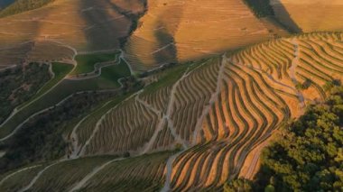Douro Vadisi 'nin üzüm bağları. Sunset 'te Yeşil Teraslar. Portekiz. Altın Saat. Hava Aracı Atışı. İlerliyor, Eğiliyor