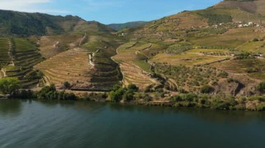 Güneşli günde Douro Vadisi ve Douro Nehri. Douro Tarihi Treni geçiyor. Green Hills, üzüm bağları ve teraslar. Portekiz. Hava Aracı Atışı. İleriye Taşınma