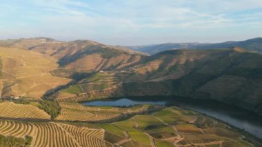 Douro Vadisi ve Douro Nehri 'nin üzüm bağları. Sunny Evening 'de Yeşil Teraslar. Portekiz. Hava Aracı Atışı. İleriye Taşınma