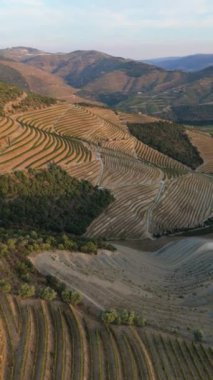 Douro Vadisi 'nin üzüm bağları. Sunny Evening 'de Yeşil Teraslar. Portekiz. Hava Aracı Atışı. İlerleyin, ilerleyin. Şutu göster. Dikey Video