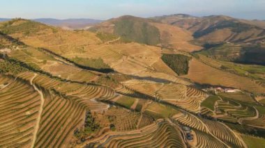 Douro Vadisi 'nin üzüm bağları. Sunny Evening 'de Yeşil Teraslar. Portekiz. Hava Aracı Atışı. İlerleyin, ilerleyin. Görüntü Görüntüsü