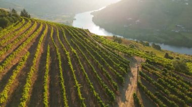 Güneşli bir sabahta Douro Vadisi ve Douro Nehri 'nin Yeşil Terasları. Portekiz. Hava Aracı Atışı. Geriye Taşıma