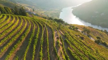 Güneşli bir sabahta Douro Vadisi ve Douro Nehri 'nin Yeşil Terasları. Portekiz. Hava Aracı Atışı. İleri, Aşağı Eğil