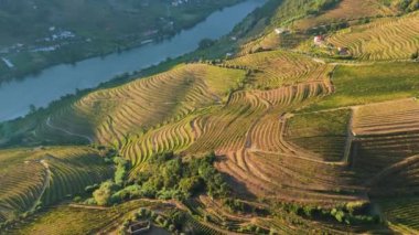 Douro Vadisi ve Douro Nehri. Sunny Morning 'de üzüm bağları ve yeşil teraslar. Portekiz. Hava Yüksek Açı Drone Atışı. İleriye Taşınma