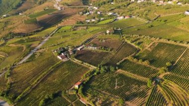 Douro Vadisi. Sunny Morning 'de üzüm bağları ve yeşil teraslar. Portekiz. Hava Aracı Atışı. İleriye Taşınma