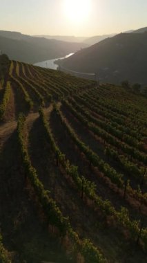 Güneşli bir sabahta Douro Vadisi ve Douro Nehri 'nin Yeşil Terasları. Portekiz. Hava Aracı Atışı. İlerleme kaydediyoruz. Dikey Video