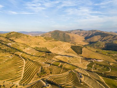 Douro Vadisi 'nin üzüm bağları. Sunny Evening 'de Yeşil Teraslar. Portekiz. Hava Aracı Görüntüsü.