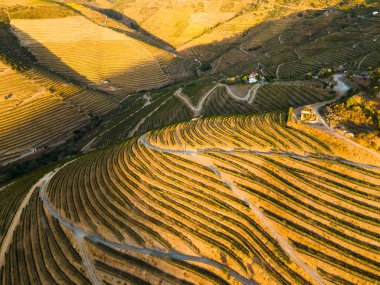 Douro Vadisi 'nin üzüm bağları. Sunset 'te Yeşil Teraslar. Portekiz. Altın Saat. Hava Aracı Görüntüsü