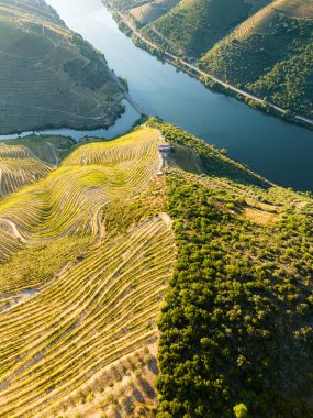 Güneşli bir sabahta Douro Vadisi. Üzüm bağları ve terasları olan yeşil tepeler. Portekiz. Üzüm Hasadı Sezonu. Hava Görünümü