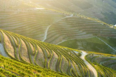 Sunset 'teki Green Douro Vadisi. Altın Saat. Üzüm bağları ve teraslar. Portekiz. Üzüm Hasadı Sezonu