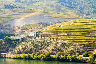 Güneşli günde Douro Vadisi ve Douro Nehri. Üzüm bağları, çiftlikleri ve terasları olan yeşil tepeler. Portekiz. Üzüm Hasadı Sezonu