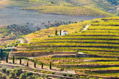 Güneşli bir günde Douro Vadisi. Üzüm bağları ve terasları olan yeşil tepeler. Kuzey Portekiz. Üzüm Hasadı Sezonu