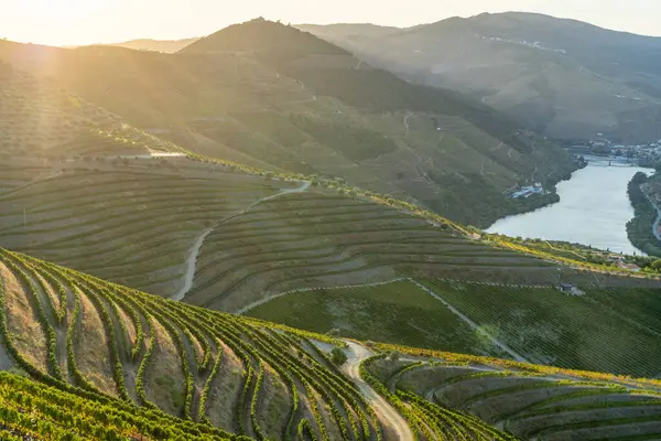 Douro Vadisi ve Sunset 'teki Douro Nehri. Altın Saat. Üzüm bağları ve teraslar. Portekiz. Üzüm Hasadı Sezonu