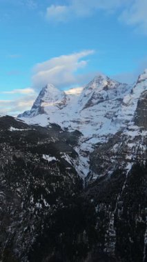 Kışın Eiger ve Monch Dağları. İsviçre Alpleri. İsviçre. Hava görüntüsü. Kozalaklı ağaçlar arasında yavaşça geriye doğru hareket ediyor. Dikey Video