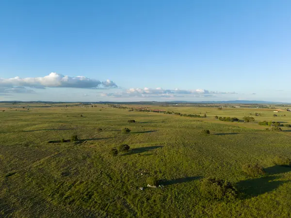 Alentejo, Portekiz 'in güneşli bir gününde manzarası. Yeşil Tarla ve Meşe Ağaçları. Hava Görünümü