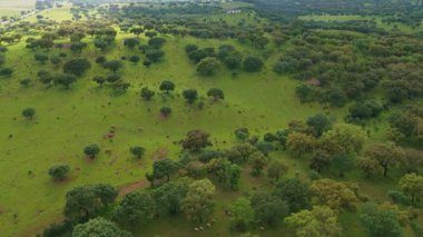 Portekiz, Alentejo 'nun manzarası. Yeşil Tarla ve Meşe Ağaçları. Hava görüntüsü. İleriye Taşınma