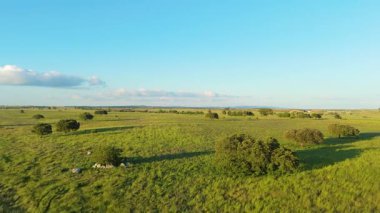 Alentejo, Portekiz 'in güneşli bir gününde manzarası. Yeşil Tarla ve Meşe Ağaçları. Hava görüntüsü. İleriye Taşınma