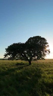 Alentejo 'nun manzarası, Portekiz Sunset' te. Green Field ve Big Oak Tree. Hava görüntüsü. Yörüngede. Dikey Video
