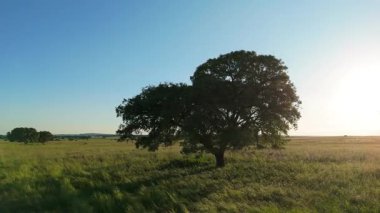 Alentejo 'nun manzarası, Portekiz Sunset' te. Green Field ve Big Oak Tree. Hava görüntüsü. Yörüngede