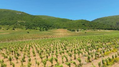 Orta Portekiz 'in üzüm bağları. Yeşil Teraslar ve Tepeler. Portekiz. Hava Aracı Atışı. İleriye Taşınma