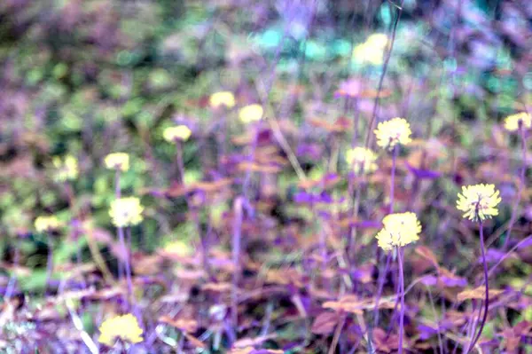 stock image Beauty of nature in the forest