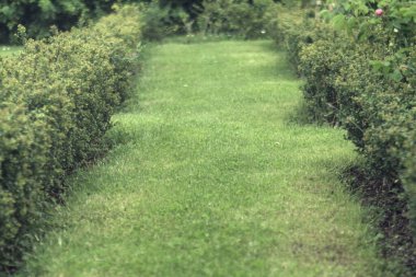 Bahçedeki yeşil çimenler