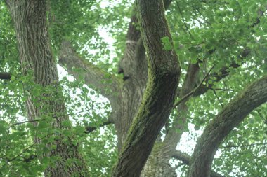 Ağaç dalları, bitki örtüsü ve doğa
