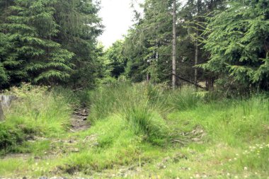 Ağaçlı ve otlu küçük yeşil bir tarla.