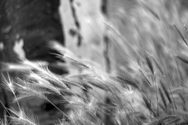Güzel botanik fotoğrafı, doğal duvar kağıdı.