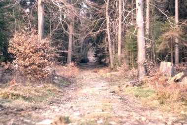 Bahar zamanı çok güzel bir orman. Slovakya