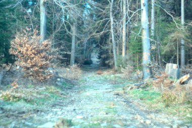 Ormanın güzel manzarası