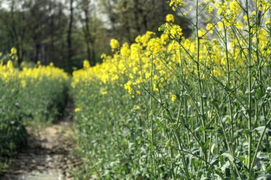 Bahçedeki güzel sarı çiçekler