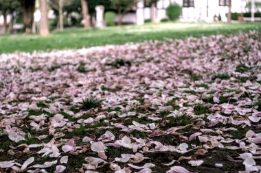 Parkta sonbahar yaprakları