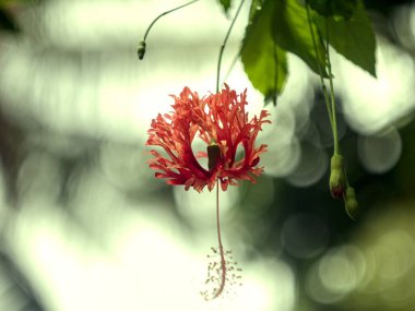 Güzel botanik fotoğrafı, doğal duvar kağıdı.