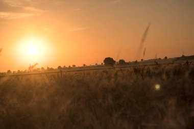 Kırsalda buğday tarlası