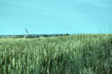 Yazın yeşil buğday tarlası