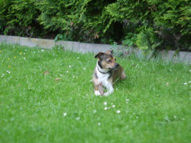 Bahçedeki sevimli köpek.